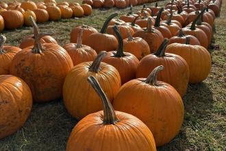 Fryes Creek Family Farm fall pumpkin patch Photo