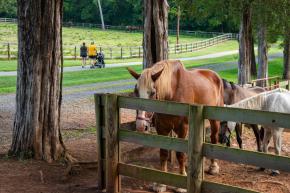 Tanglewood horse pastures and red trail
