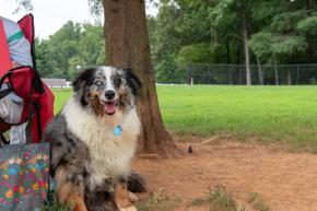 Tanglewood Dog Park